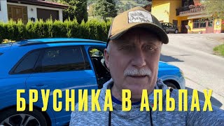видео: Собираю БРУСНИКУ В Альпах Хайлигенблут Австрия. Каринтия . Глосклокнер- самая высокая гора в Австрии картинка: Собираю БРУСНИКУ В Альпах Хайлигенблут Австрия. Каринтия . Глосклокнер- самая высокая гора в Австрии