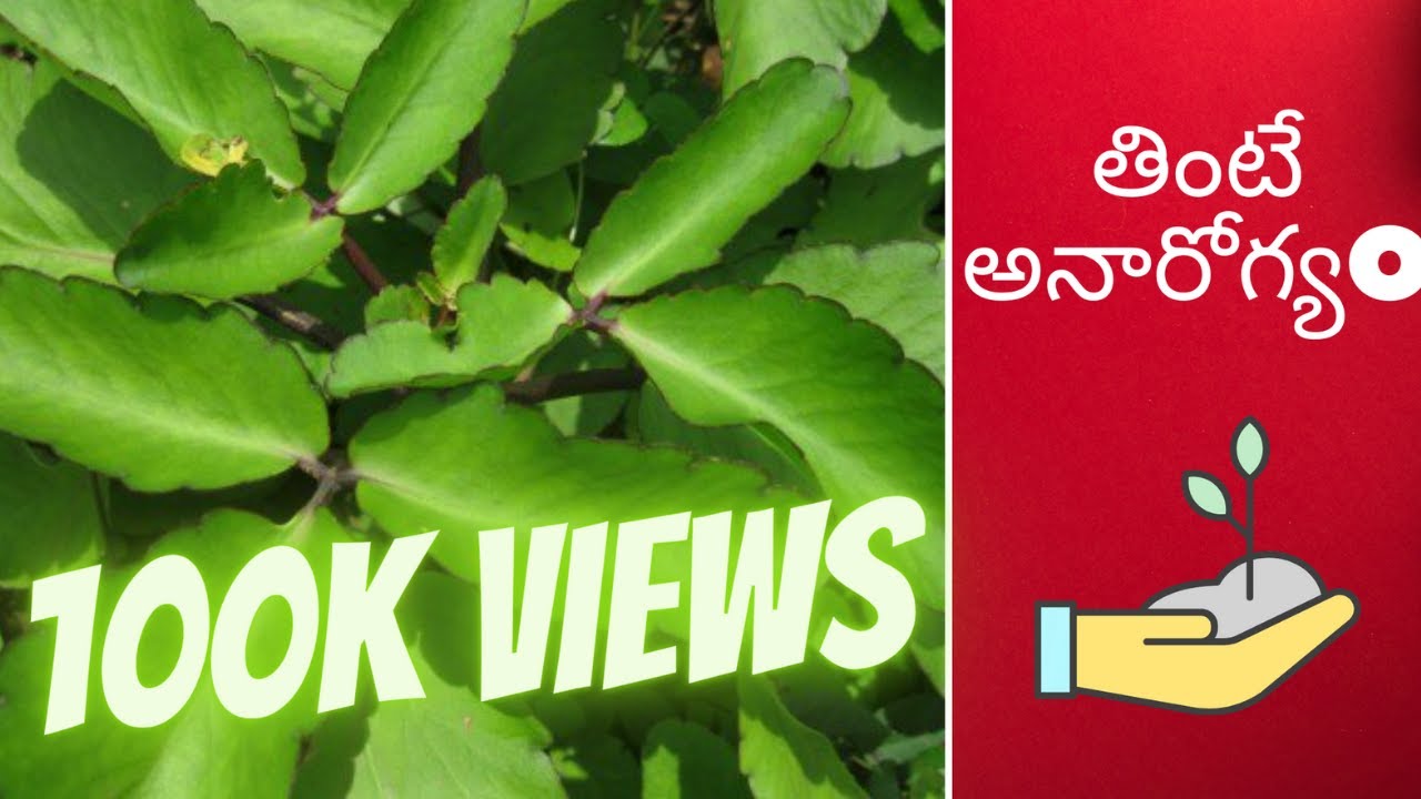 Ranapala Plant Uses In Telugu రణపాల ఆకుlRanapala Vs Mother of Thousands ll Ranapala plant #