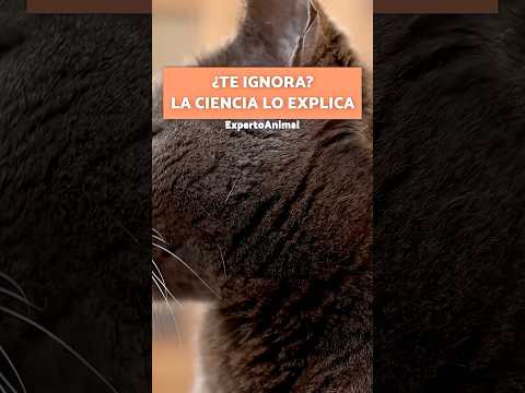 ¿Tu GATO te IGNORA? La CIENCIA explica por qué 🐱🧠