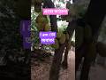 Atto কাঠাল kamne dhorlo!! A jackfruit tree with massive yield. #shorts #tree #jackfruit
