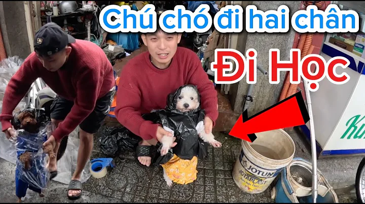 The two-legged dog can't go to school because of the "storm" | SU XI XON