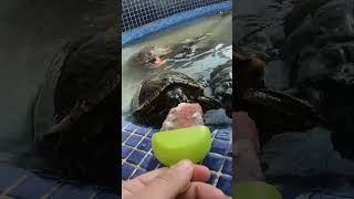 Elaboramos estos helados para las tortugas!!💪🏻🐢 #tortuga #helados