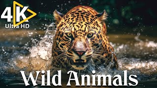 The Dark Lord of the Wild: The Lion ? | 4K Animal Documentary