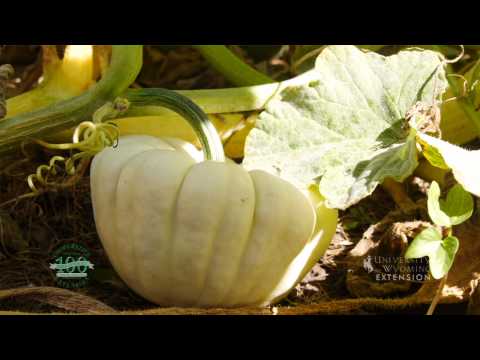 Video: Pumpkin Growing Basics