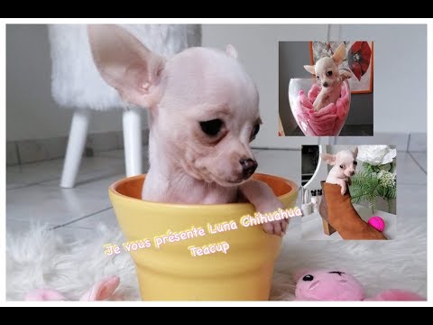 Vidéo: Quelle est la taille d'un Chihuahua Teacup?