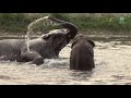 Baby Elephant Ask For Attention From Her Mother - ElephantNews