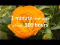 1 Minute Blooming Flowers Time Lapse 