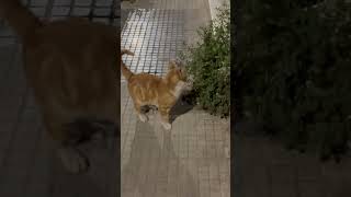 This orange cat is so European