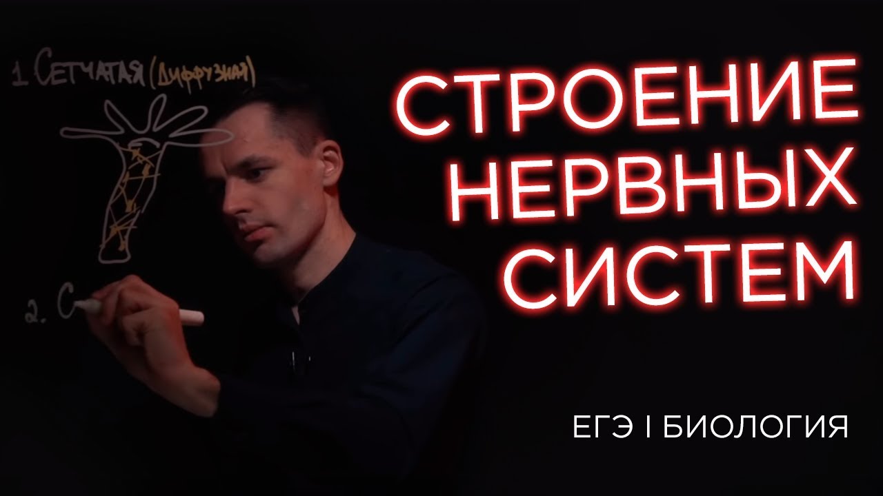 ⁣Строение нервных систем | ЕГЭ Биология | Даниил Дарвин