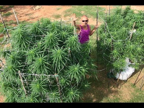 Tower Garden Marijuana, Aeroponic Cannabis, Tower Farm