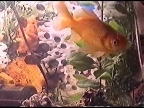 וִידֵאוֹ: קרדינלים דגים באקווריום ביתי: תכונות טיפול