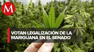 Así va la discusión en el senado sobre la regulación de la mariguana