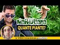 QUANTE PIANTE di MARIJUANA si possono tenere per uso personale? | Avv. Angelo Greco