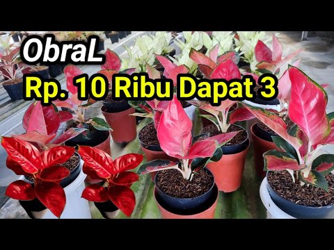 OBRAL AGLONEMA MURAH Rp.5000, Spesial Lebaran Haji - YouTube