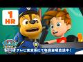 パウ・パトロール | パウ・パトロール BABYレスキュー!#11 スカイ&ベビー・ハムディンガー!| 🐱 90分 | テレビ東京系にて放送中