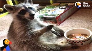 Raccoon Acts Like A Human After Rescued by Kind Woman | The Dodo