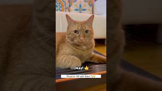 My Cat Judging You For Free