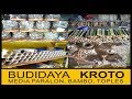 Budidaya Kroto Media PARALON, TOPLES dan BAMBU ( Full Materi) - fauzzan daily
