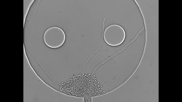 Mucor fragilis in its own BallBath