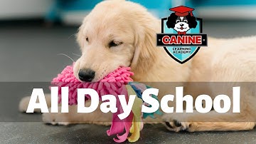 Canine Learning Academy Video All day Puppy School in Huntington Beach
