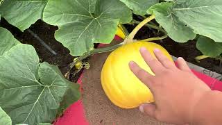 Grow a GIANT pumpkin - vine stress and stem cracks.