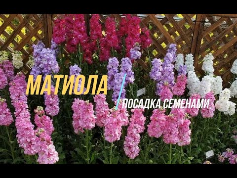 Video: How To Grow Matthiola (night Violet)