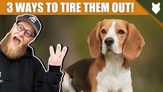 3 Tips To Tire Out Your BEAGLE Puppy