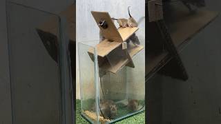 Best home mouse trap/mouse trap tips #mousetrap #mouse