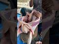 Goat brisket meat processing