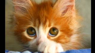 Рыжий кот  Веселая детская песенка