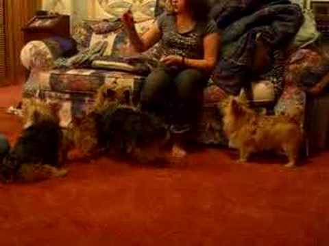 4 Norwich Terriers - Take 2