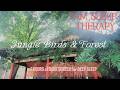 Fall Asleep Fast Nature Sounds & 3 hours Dark Screen
