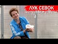 Лук севок-вопросы ответы