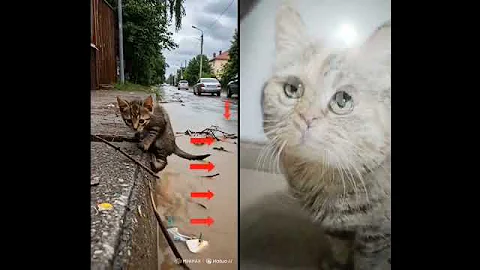 #animalintelligence #cat #cake #o #cute #aiandcats #happybirthday #aicats #funny #kitten #o