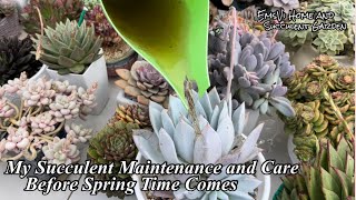 My Succulent Maintenance before Spring Comes