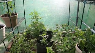 Greenhouse Grow 2014 ep.2