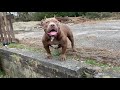 Extreme exotic American bully (6months)