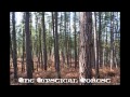 Folk Medieval music - The mystical forest - Tartalo Music