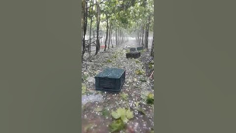 Hail storm huge loss in grape