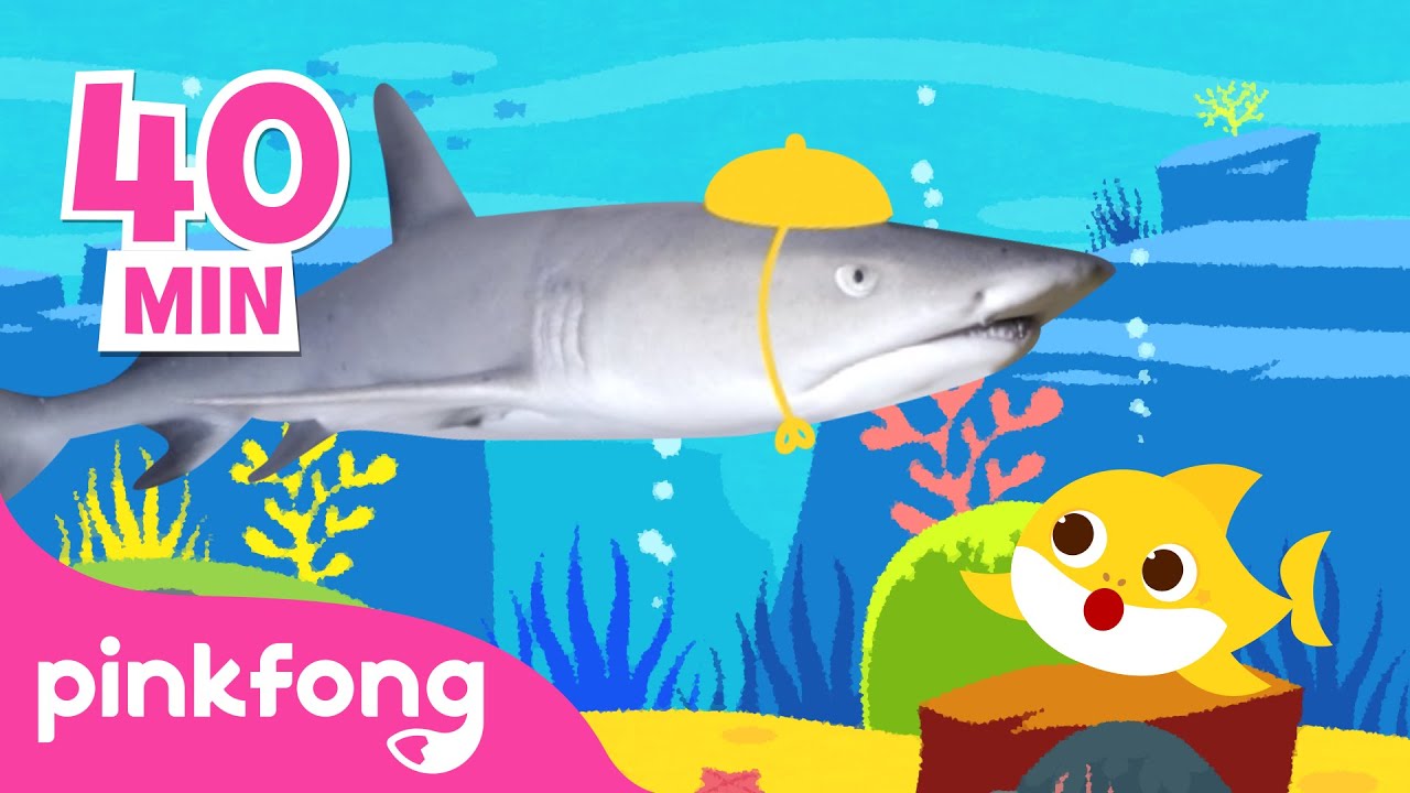 Já viu Verdadeiro Bebê Tubarão🦈 | 🎉Feliz Mês de Tubarão🎉|+Compilação |Pinkfong Canções para crianças