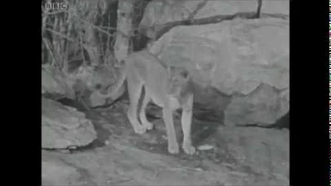 New LION Born Free ELSA George Joy Adamson AFRICA ...