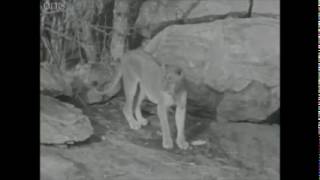 New LION Born Free ELSA George Joy Adamson AFRICA Young David Attenborough WILDLIFE ECOLOGY New LION Born Free ELSA George Joy Adamson AFRICA Young David Attenborough WILDLIFE ECOLOGY
