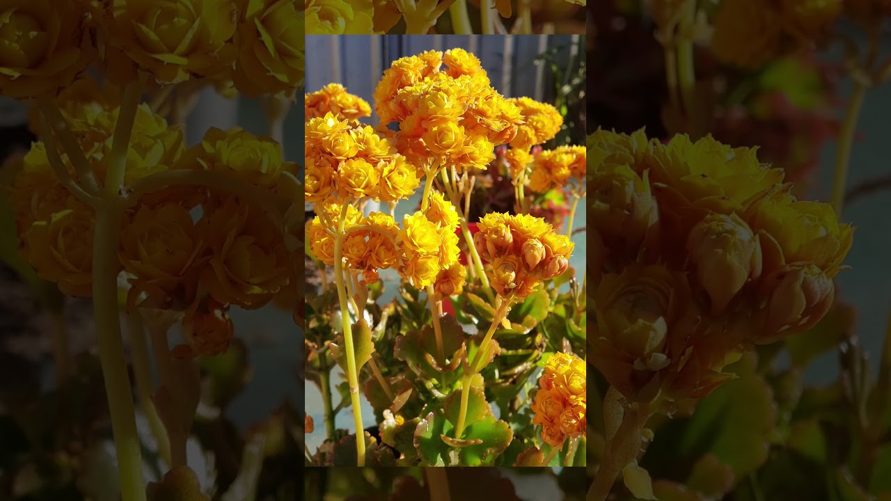 Flowering Kalanchoes 