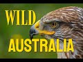 ДИКАЯ АВСТРАЛИЯ / WILD AUSTRALIA