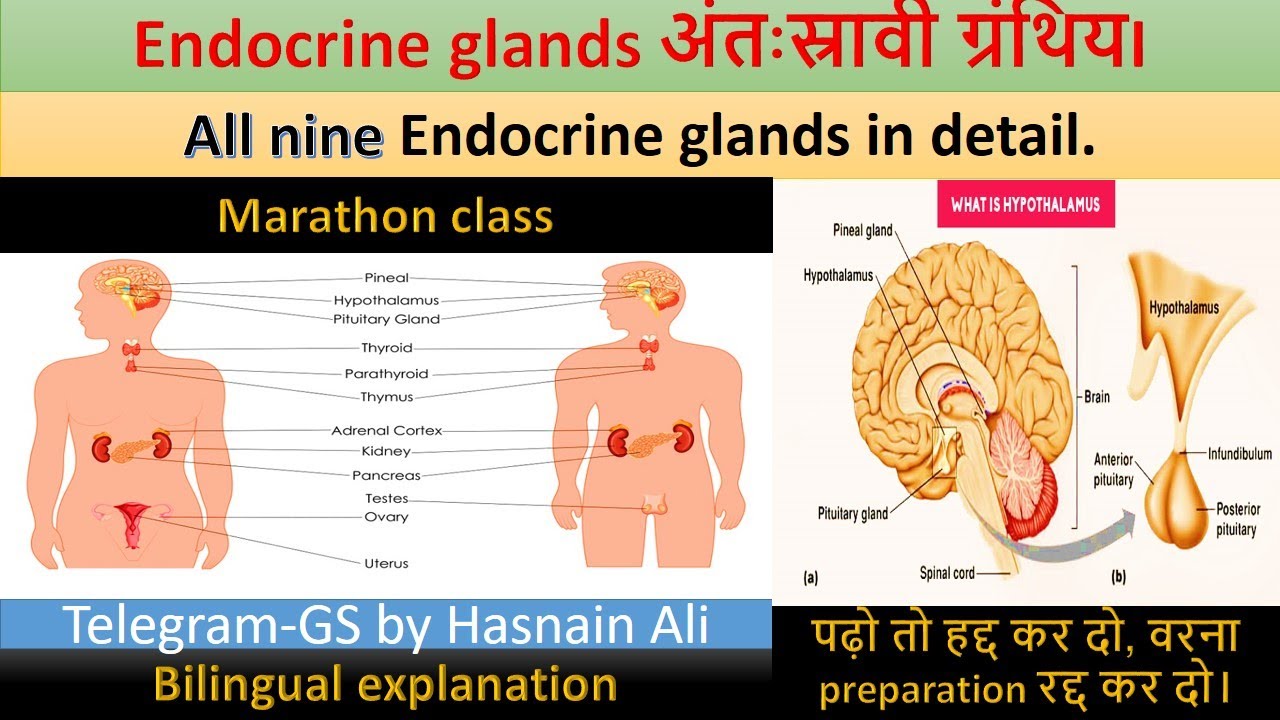 endocrine glands and their hormones. endocrine system in hindi. for ssc