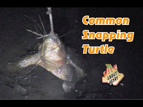 Night Fishing for Common Snapping Turtle