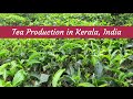 How its made  tea production in kerala india