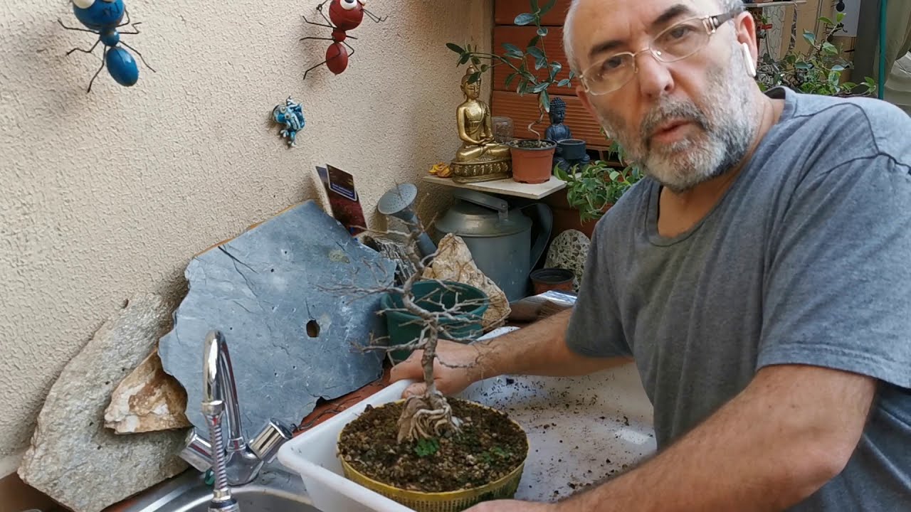 🌿 Trasplante Olmo en roca [De colador a colador]