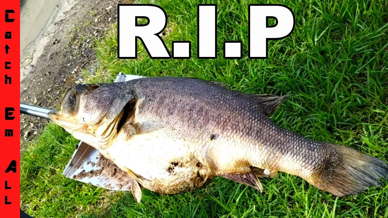 watershed SHAMU R.I.P. **Death of an AMAZING PET**