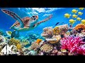 Under Red Sea 4K - Sea Animals for Relaxation, Beautiful Coral Reef Fish in Aquarium - 4K Video